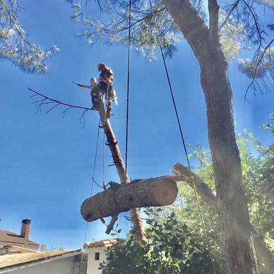tala de pino piñonero