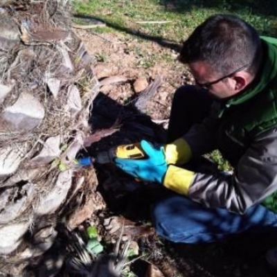 control de picudo rojo