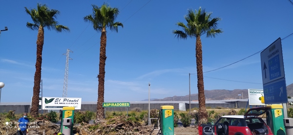 Resultado de la gran poda de estos 3 ejemplares