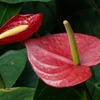 Anthurium