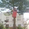 Corte de pino  mediante poda y luego total por estar rompiendo pretil en una zona urbana