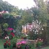 Jardin en un dia de lluvia