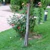 mantenimiento del jardin Aluche 3