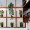Pared con plantas de diferentes estilos