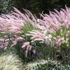 Pennesetum, Lavanda y Graminas