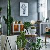 Plantas para decorar