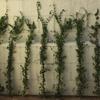 Plantas trepadoras para tapar la pared