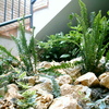 Plantas y piedra decoración