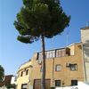 Poda de Pinus halepensis en casco urbano de Santa Cruz de la Zarza