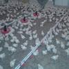Primera producción Broilers