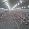 Primera producción Broilers