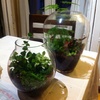 Terrariums