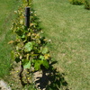 Vitis vinifera