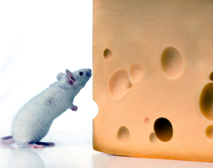 control-plagas_437354