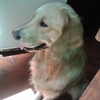 Lola